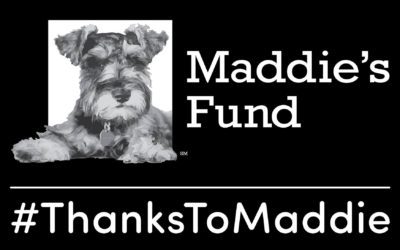 Conference Scholarships Provided By Maddie’s Fund